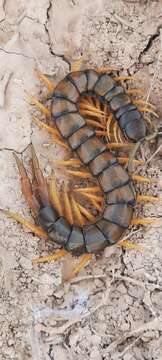 Image of Mediterranean banded centipede