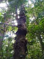 Image of Syzygium cormiflorum (F. Müll.) B. P. M. Hyland