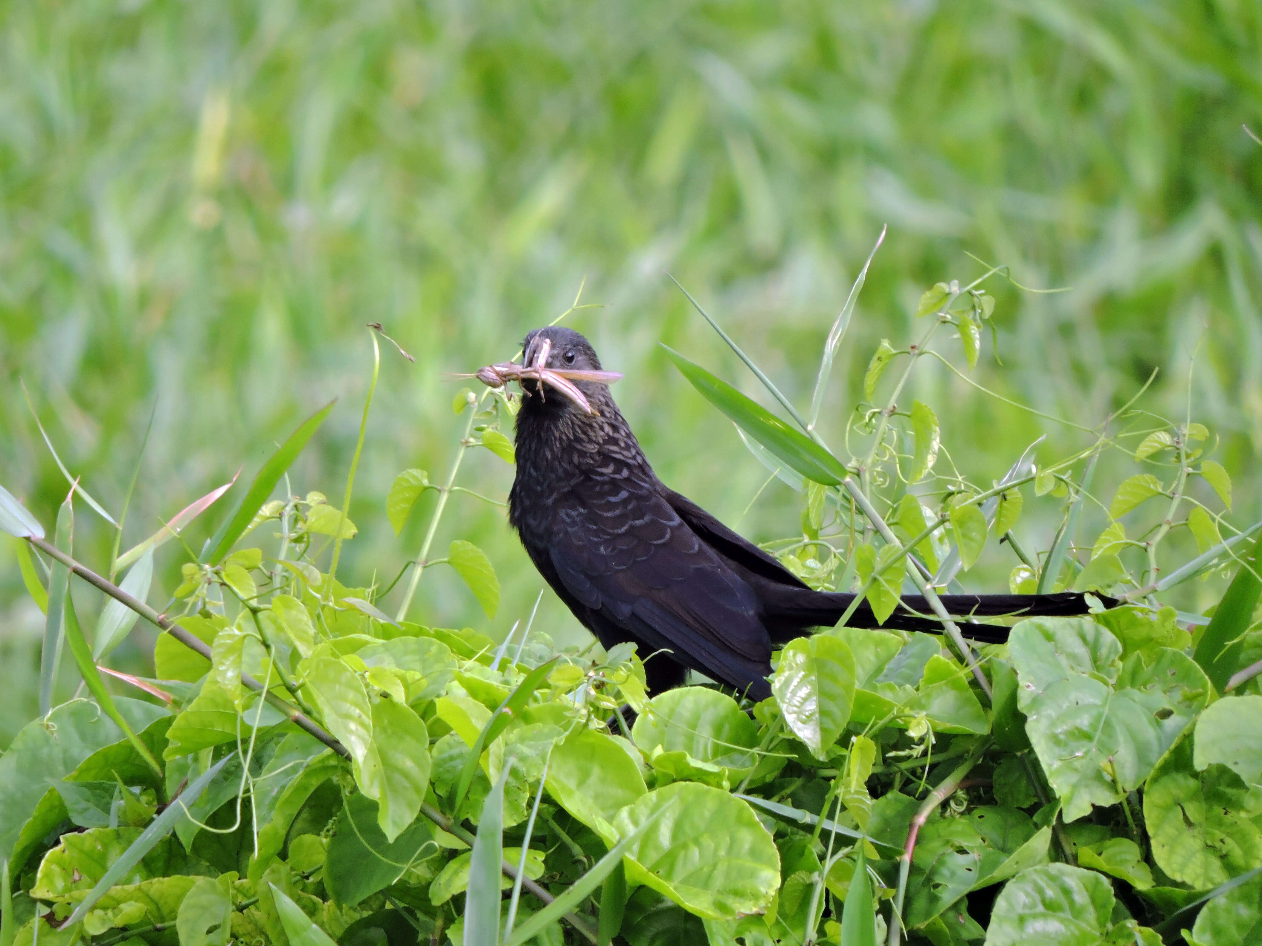 Imagem de Crotophaga Linnaeus 1758