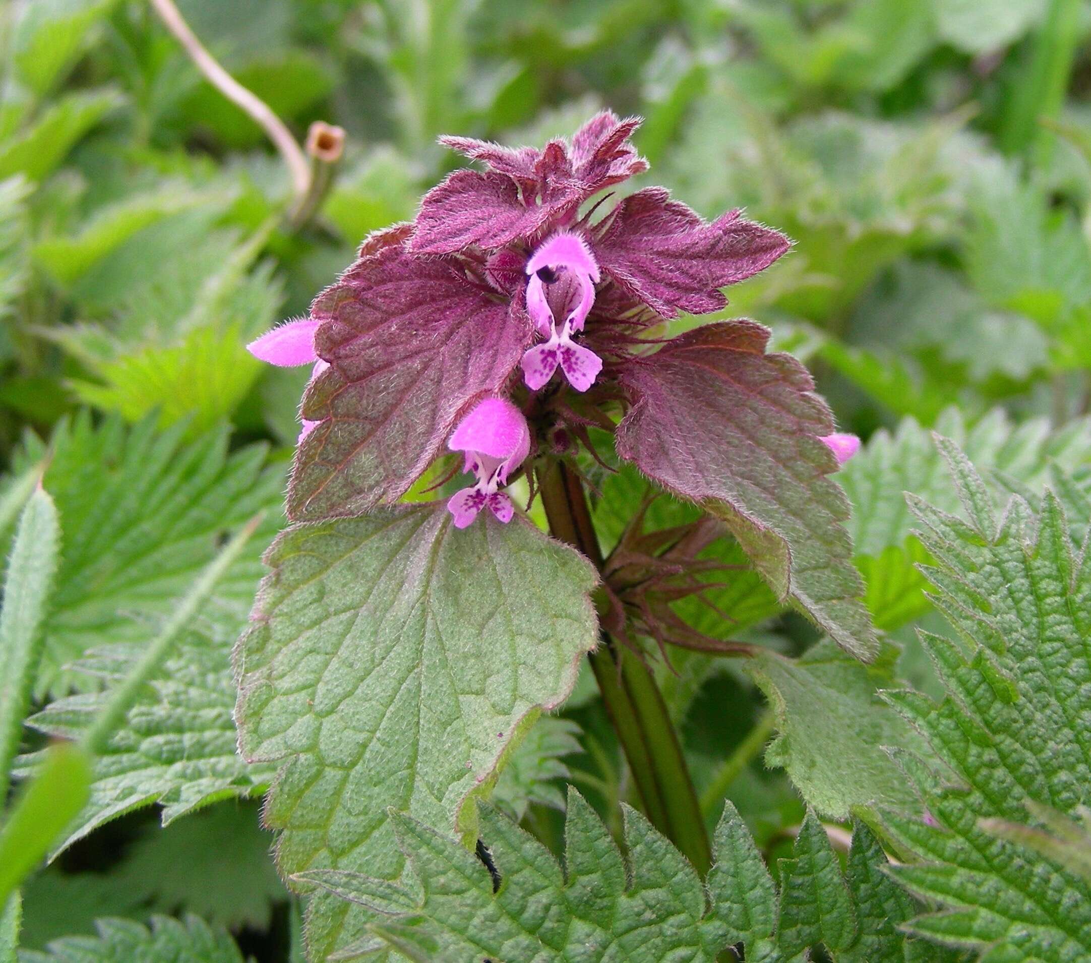 Image of purple archangel