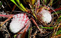 Plancia ëd Protea pruinosa J. P. Rourke