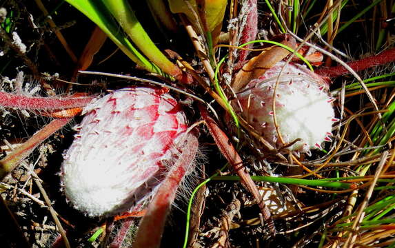 Image of Frosted protea