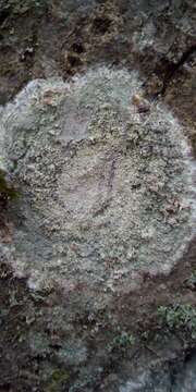 Image of blemished lichen