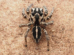 صورة Habronattus trimaculatus Bryant 1945