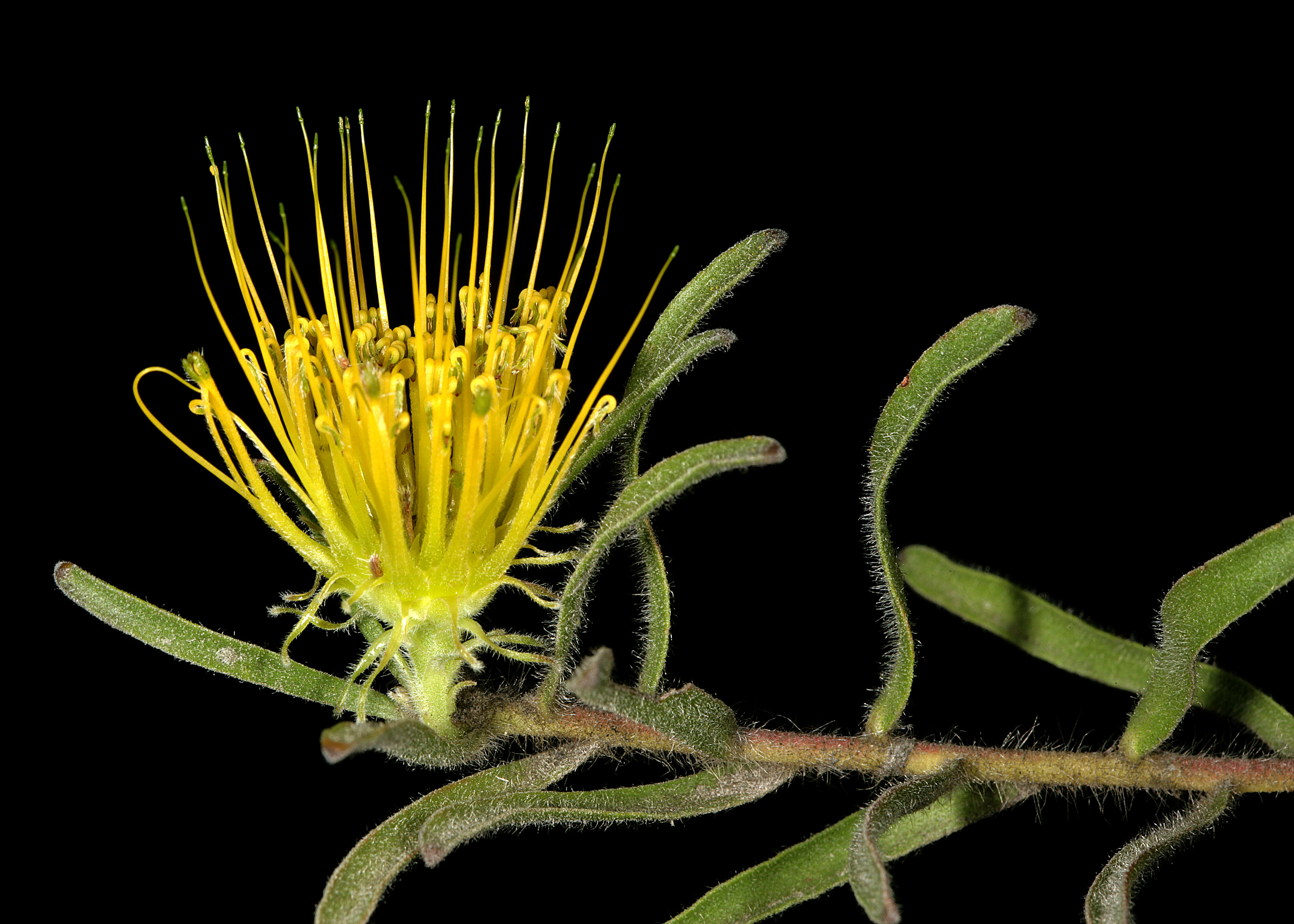 Imagem de Leucospermum gracile (Salisb. ex Knight) Rourke