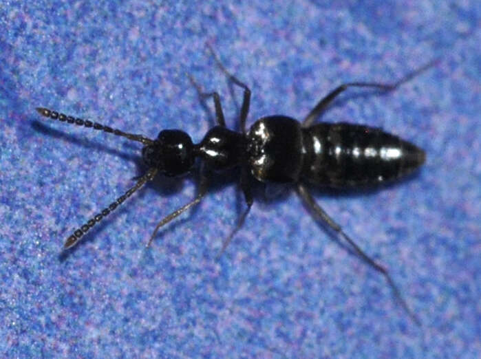 Image of Rove beetle