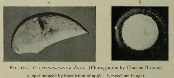 Image of Mycosphaerella pomi (Pass.) Lindau 1897