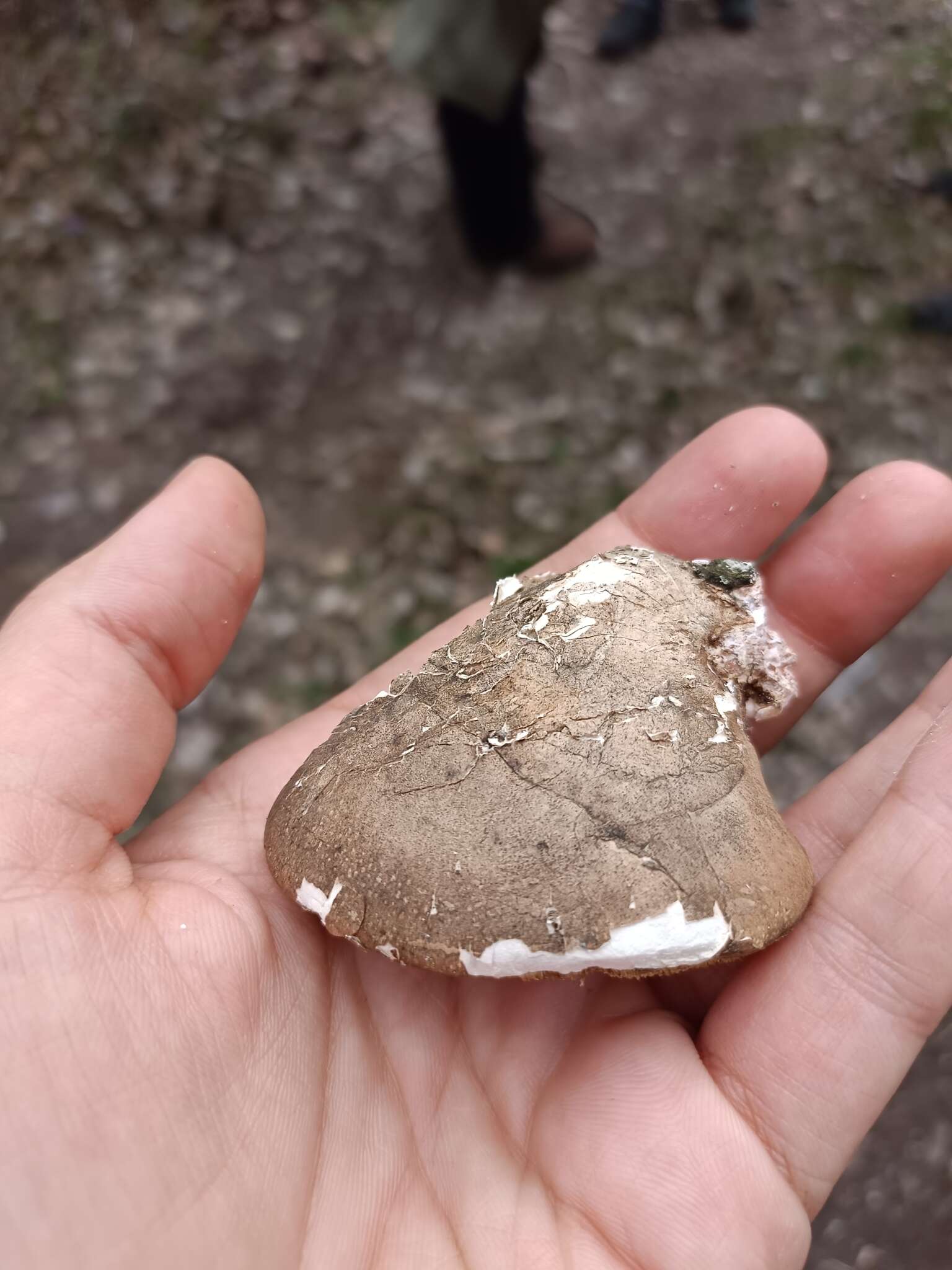 Image of birch polypore