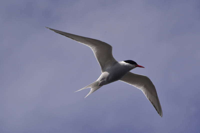 Image of Antarctic Tern