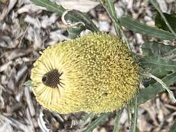 Image of Banksia pilostylis C. A. Gardner