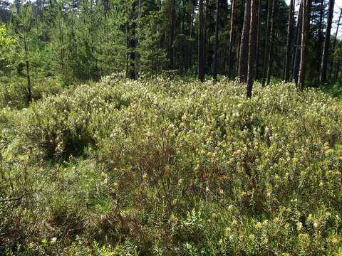 Imagem de Rhododendron tomentosum (Stokes) Harmaja