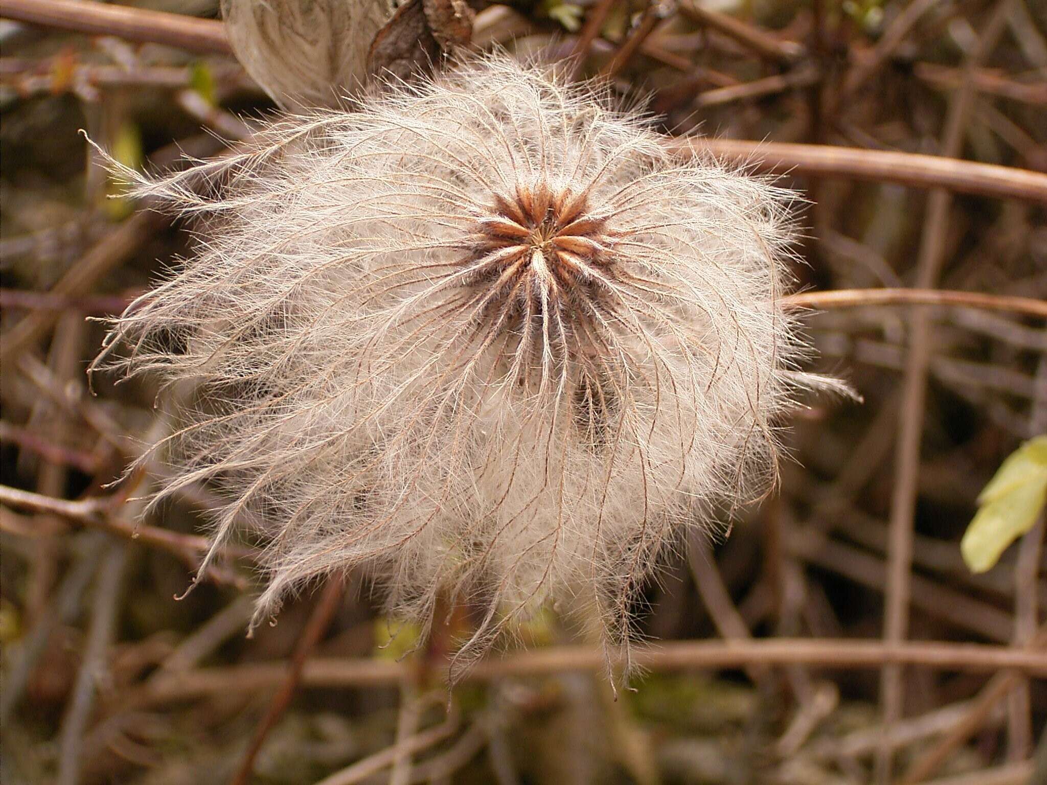 Image of hermitgold clematis