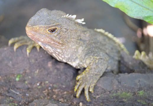 Image of Cook Strait Tuatara