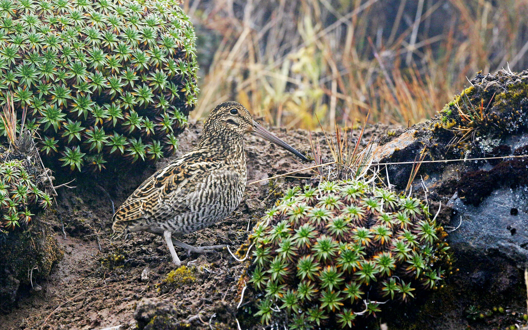 Image of Andean Snipe