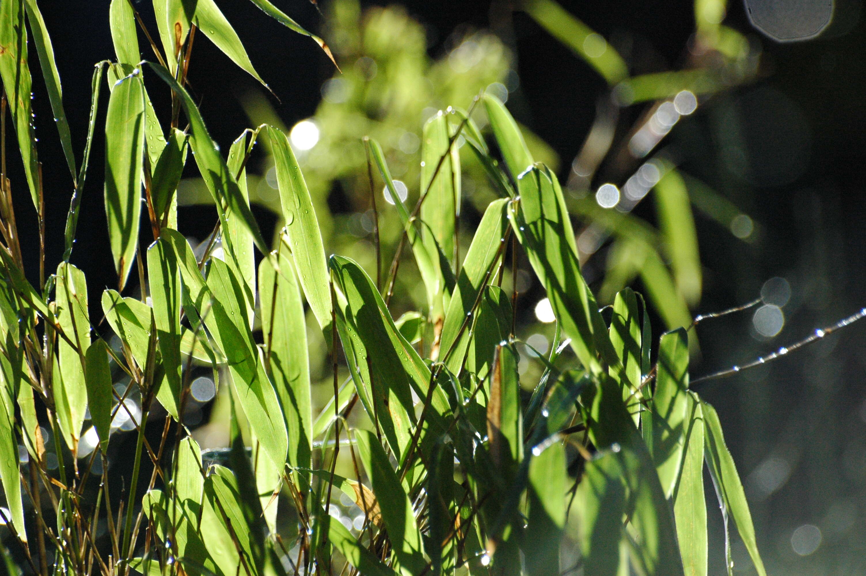 Image of umbrella bamboo