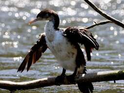 Image of Australian Pied Cormorant