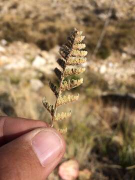 Image of Eaton's lipfern