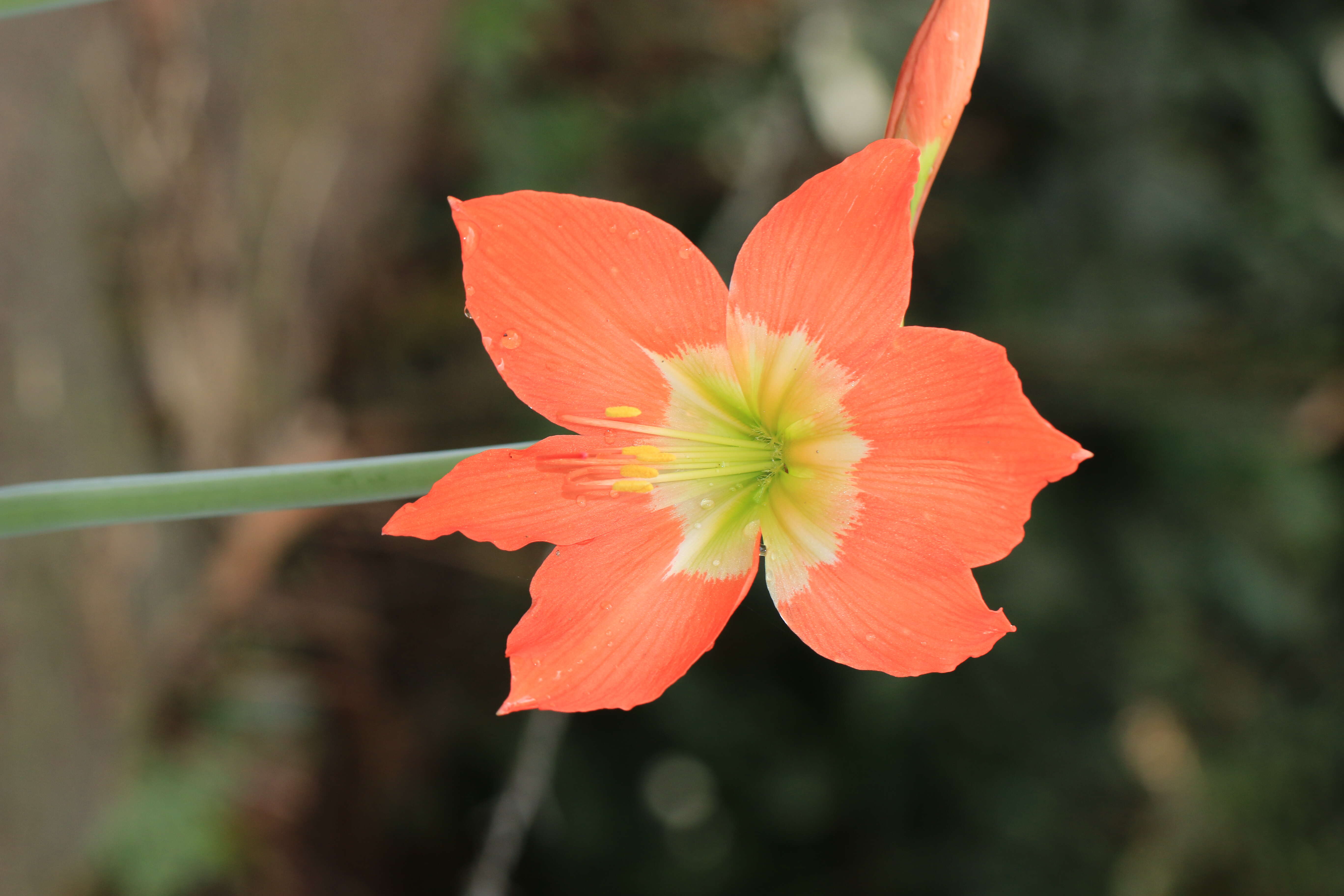 Imagem de Hippeastrum reginae (L.) Herb.