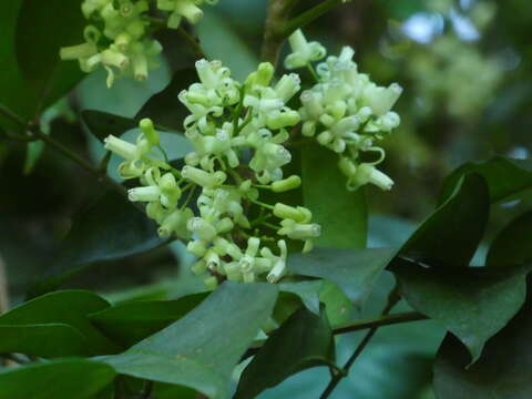 Image of Mossman mahogany