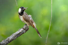 Image of White-eared Bulbul