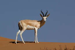 Image of Gazella marica Thomas 1897