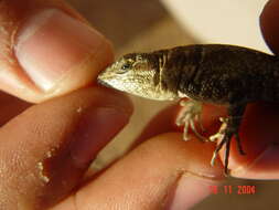 Image of Socorro Island Tree Lizard