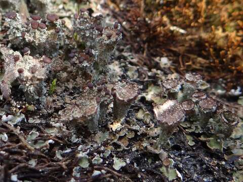 Image of Cladonia pocillum