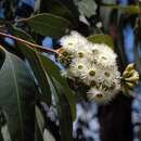 Image of Eucalyptus ancophila L. A. S. Johnson & K. D. Hill