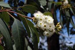 Image of Eucalyptus ancophila L. A. S. Johnson & K. D. Hill