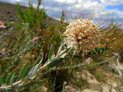 Image of arid pincushion
