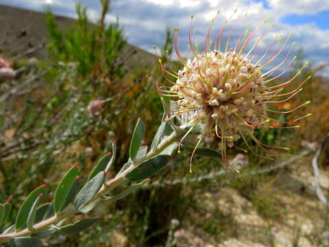 Imagem de Leucospermum calligerum (Salisb. ex Knight) Rourke