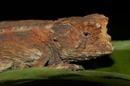 Image of Brookesia antakarana