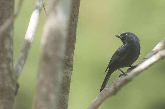 Image of Bluish Flower-piercer