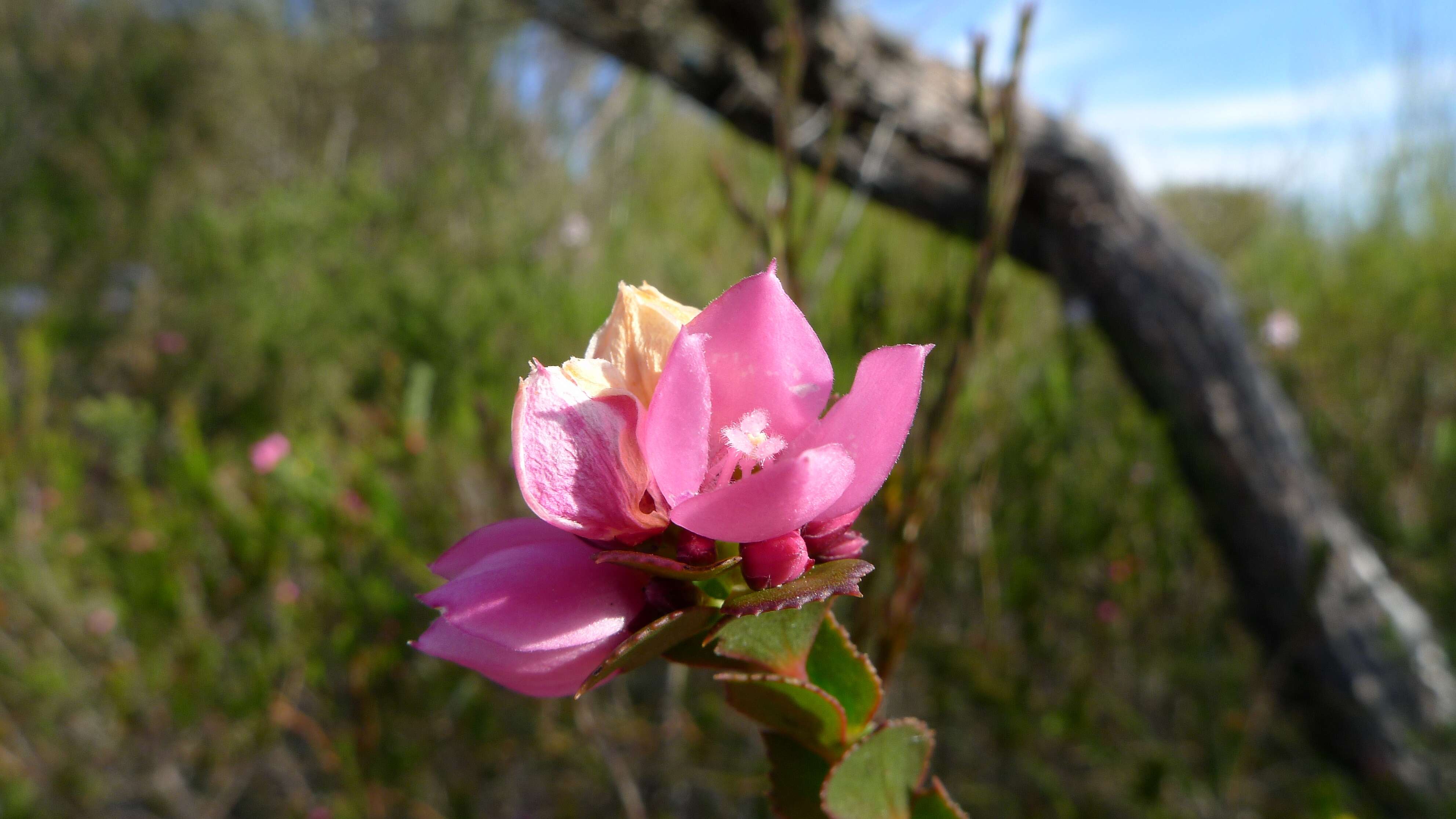 Image of Australian Native Rose