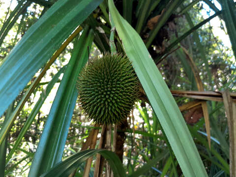 Image of Scrub breadfruit