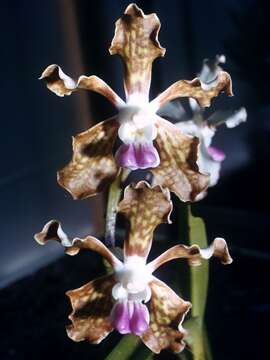 Imagem de Vanda tessellata (Roxb.) Hook. ex G. Don