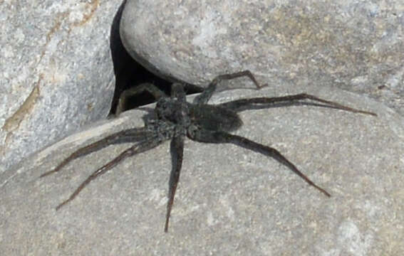 Image of Stone Spider