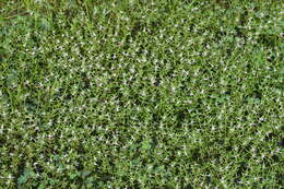 Image of rotala