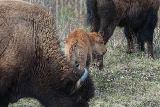 Image of Bison bison athabascae