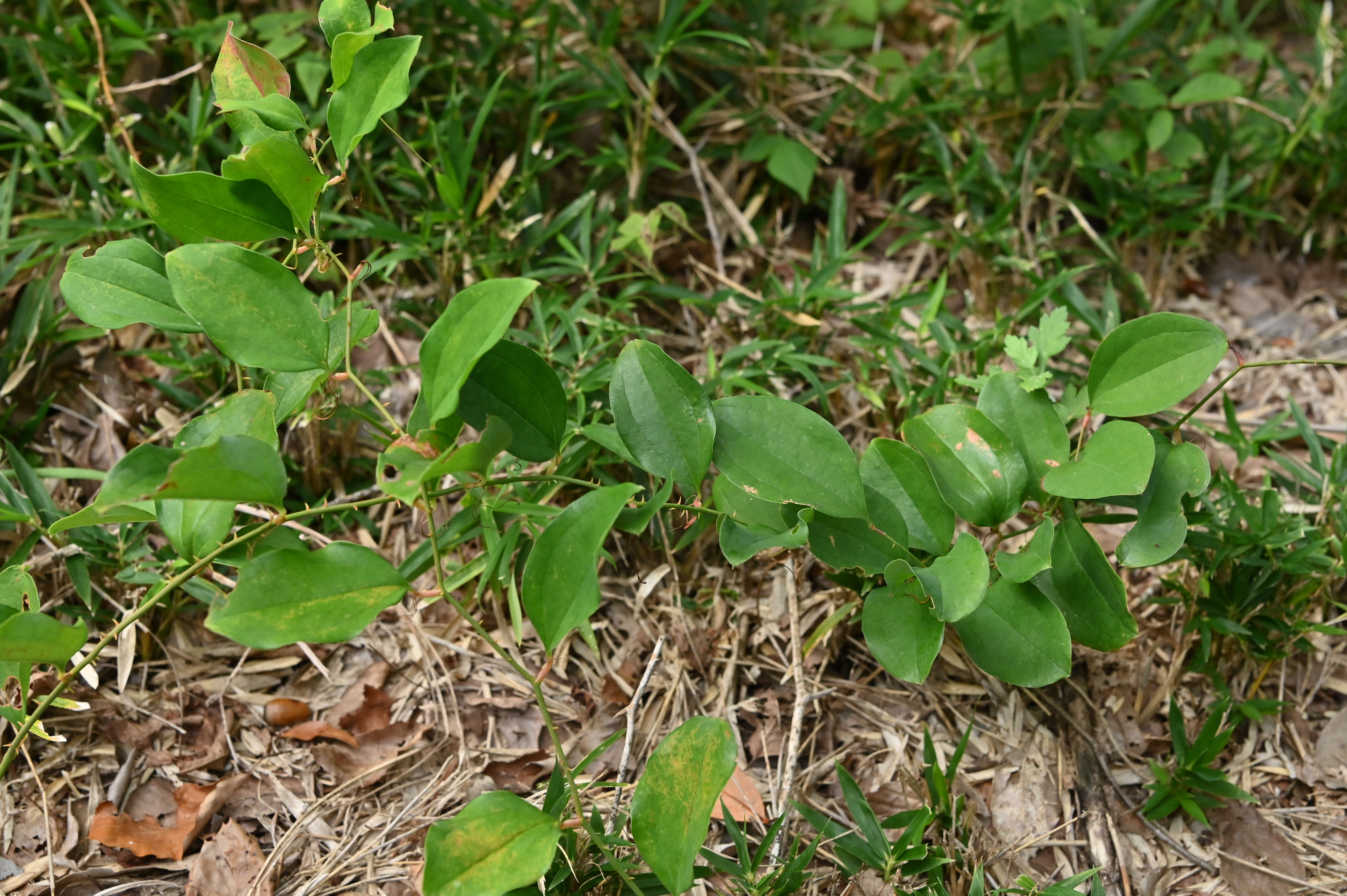 Image of China root