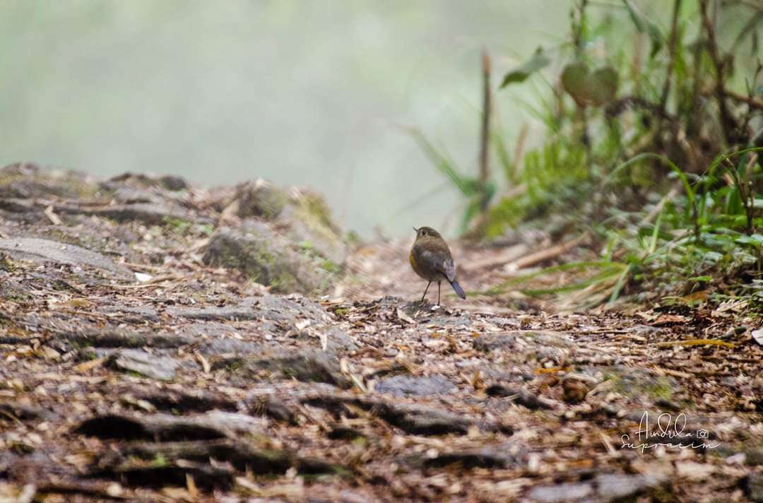 Image de Robin de l’Himalaya