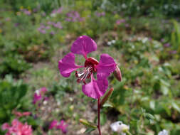 Image of elegant clarkia