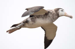 Image of Amsterdam Albatross