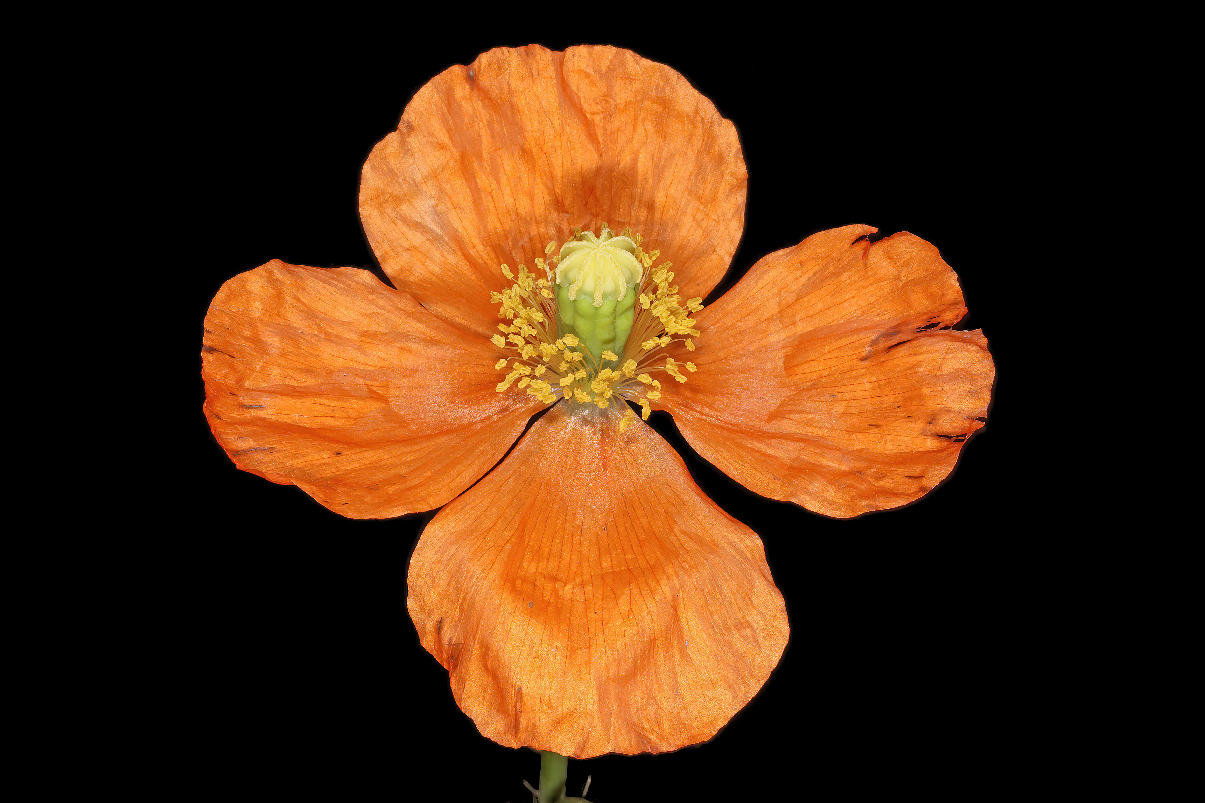 Image of Orange poppy