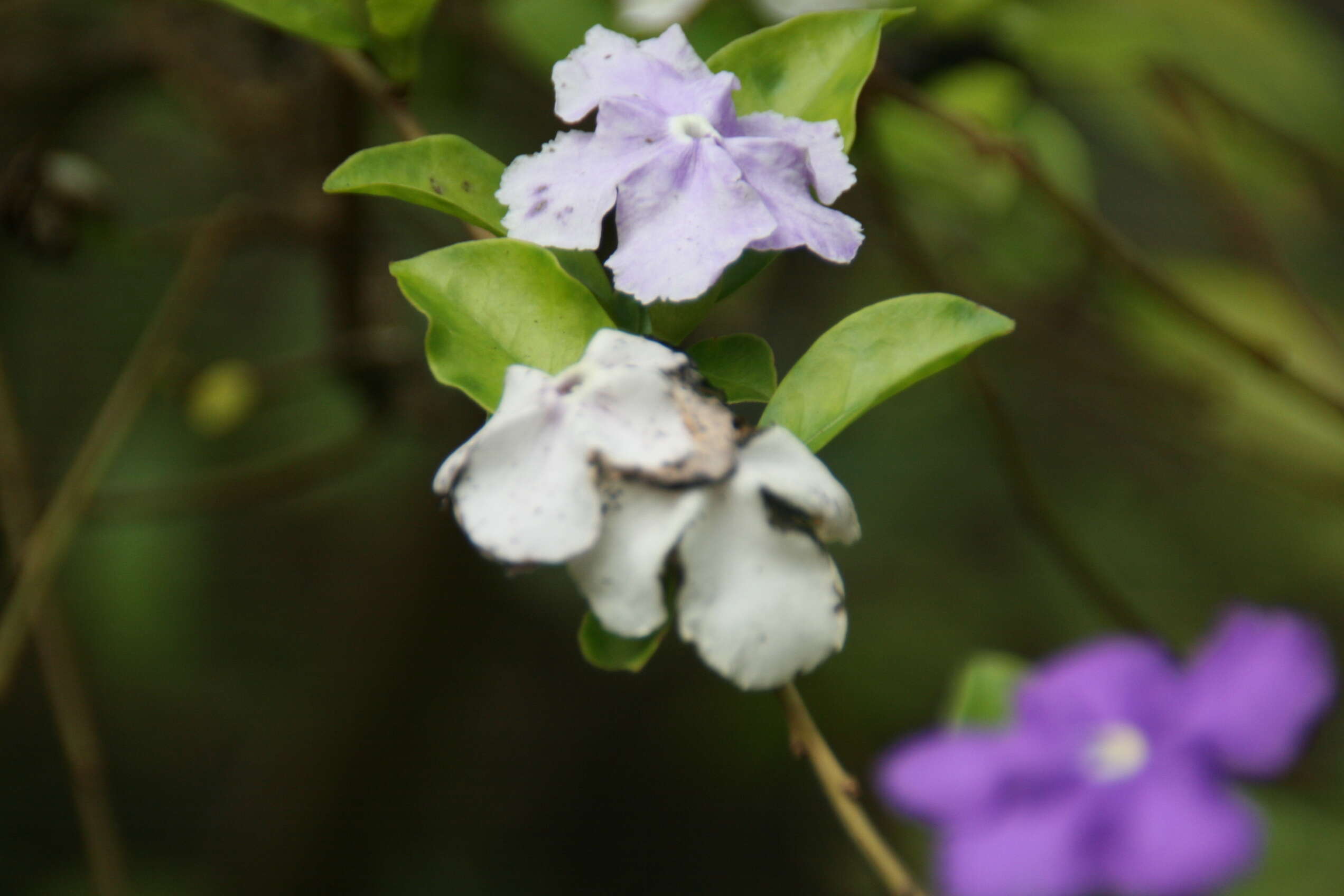 Brunfelsia uniflora (Pohl) D. Don resmi