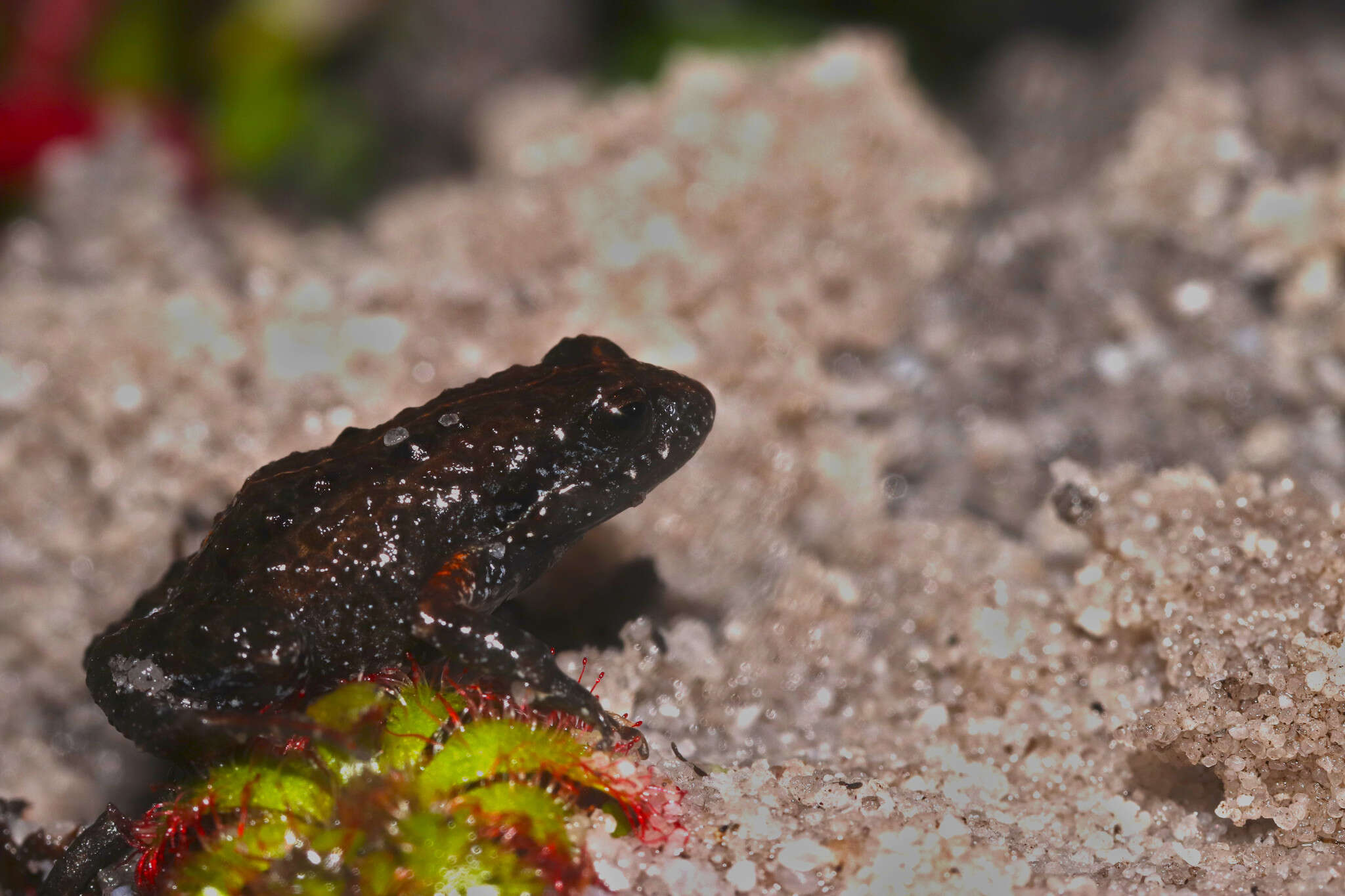 Image of De Villier’s Moss Frog