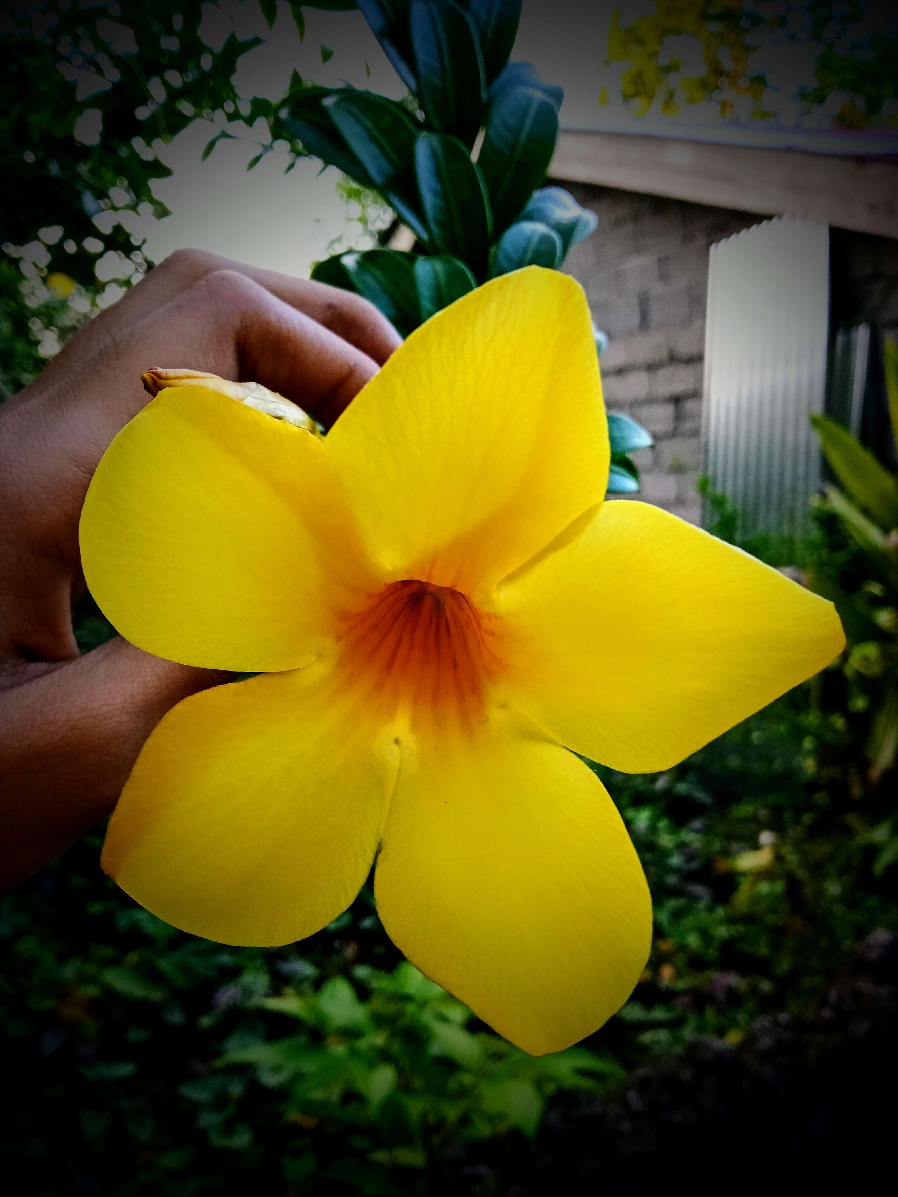 Image of Golden Trumpet or Buttercup Flower