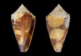 Image of Conus hughmorrisoni Lorenz & Puillandre 2015