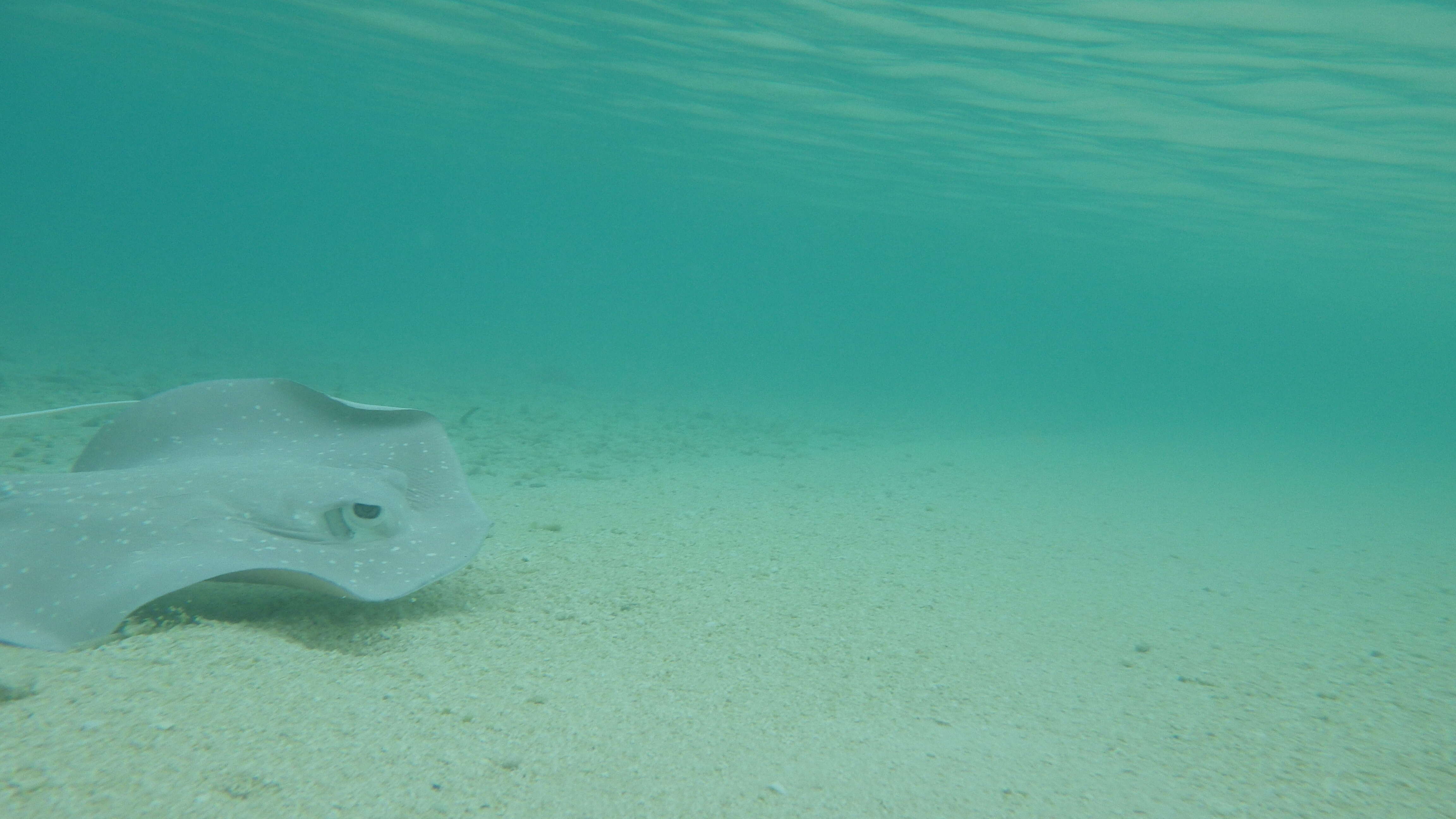 Imagem de Urogymnus granulatus (Macleay 1883)