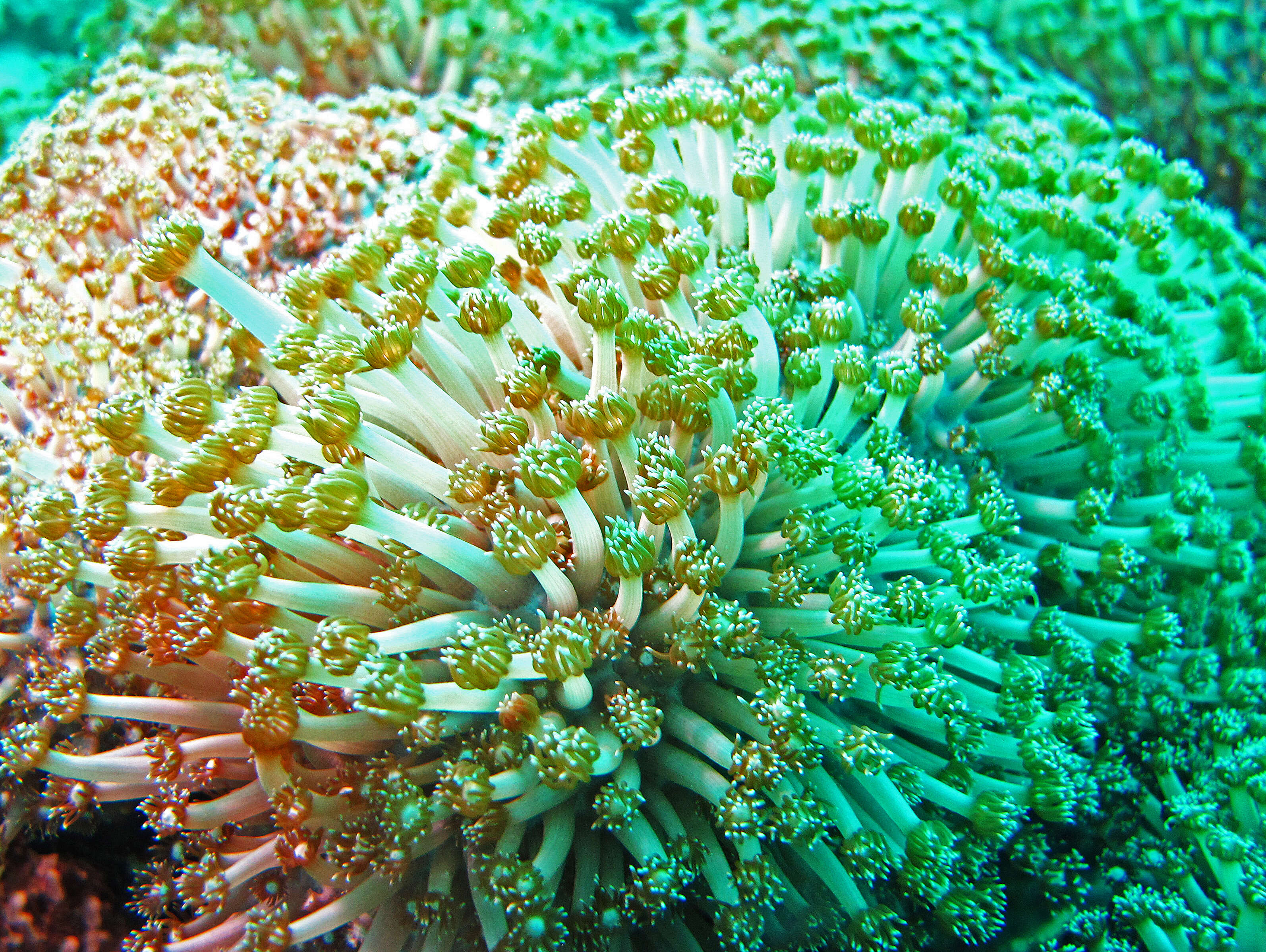 Image of Flowerpot coral